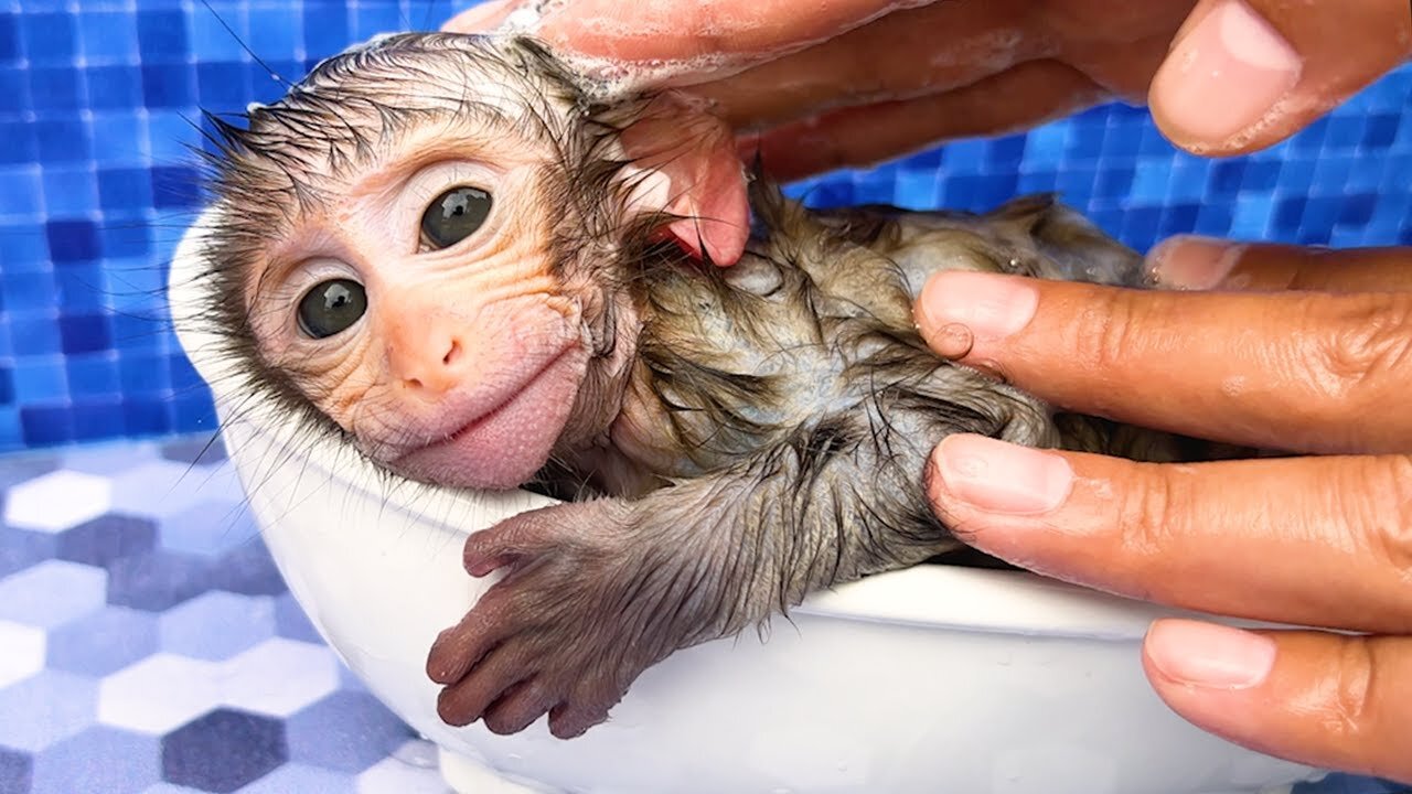 Baby monkey Bon Bon eats watermelon and bathes in bathtub