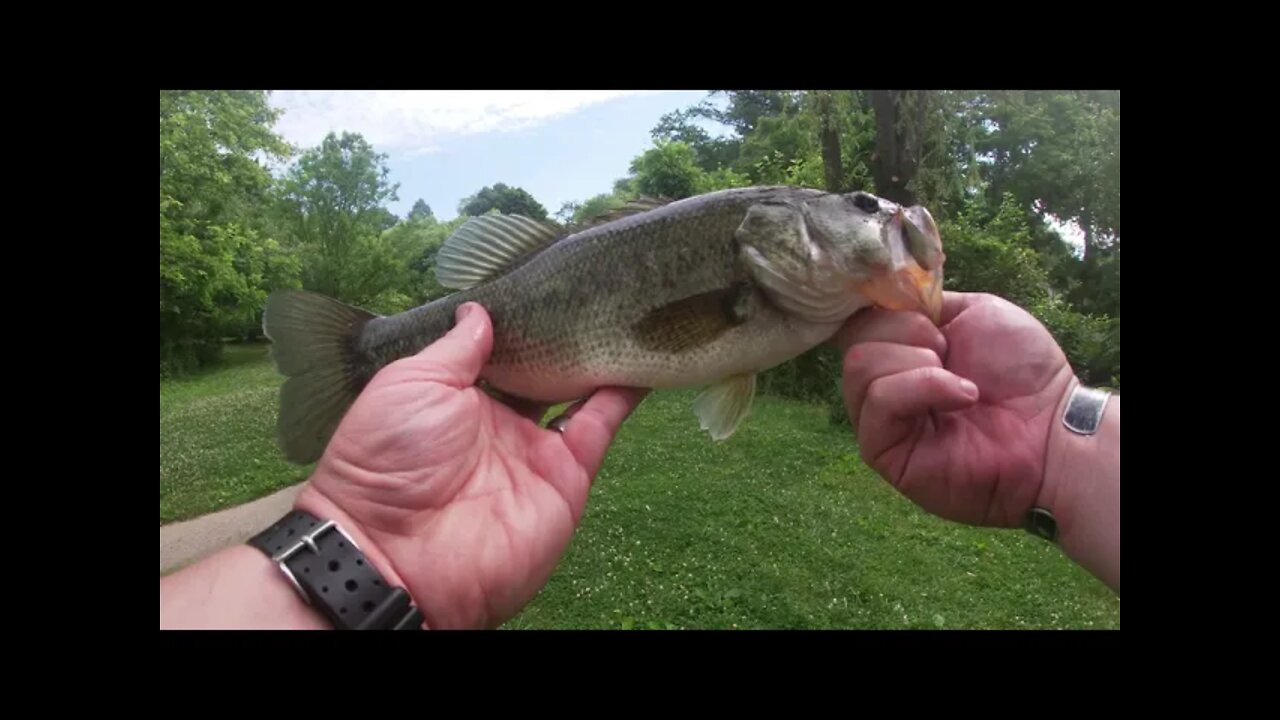 Are There Big Bass in Columbia? #largemouthbass #fishing