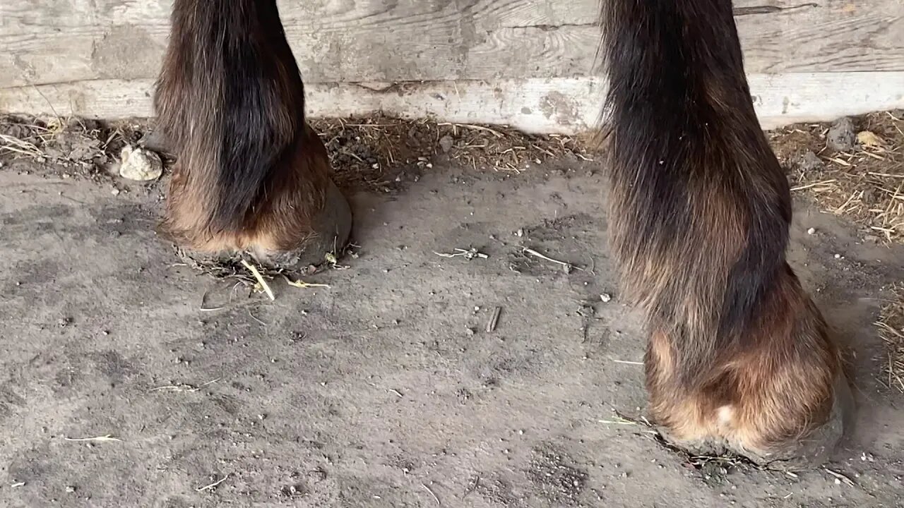 Horse Eating Carrots & Sweet Potato - Some Said My Horses Feet Were Bad So Did A Hoof Review