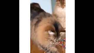 MINHA PACIENCIA ESTA IGUAL A DESSE GATINHO, QUEM NUNCA ? ( MEME ) ( VIRAL ) ( RINDO ) #shorts