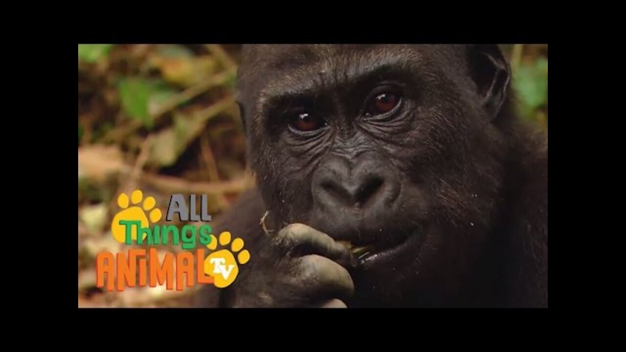 Gorilla/Animals For Kids