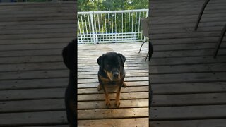 Female Rottweiler Too Cute 💛💖💛 #rottweiler #shorts
