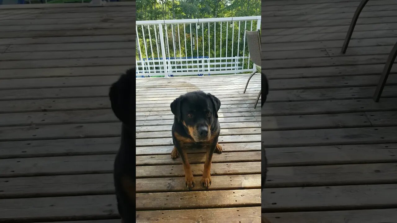 Female Rottweiler Too Cute 💛💖💛 #rottweiler #shorts
