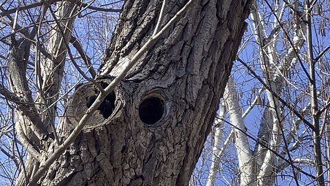 Stumbled upon a Nuthatch nest 😊