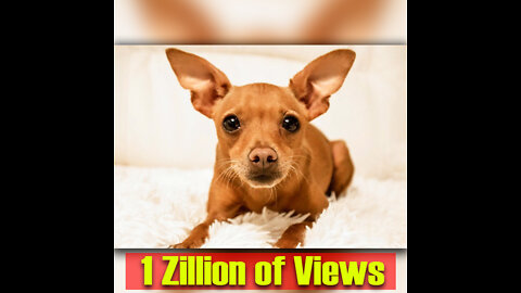 baby pinscher dog