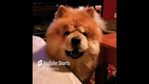 Smiling Chow Chow #doglover
