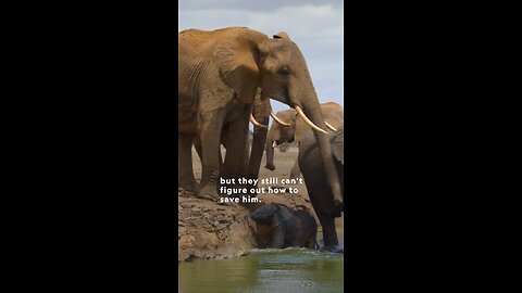 Moral of the story: always trust Mom #IncredibleAnimal Journeys,