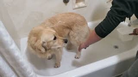 Golden Retriever gets a bath after a long month of adventuring