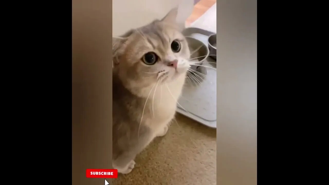 cute cat videos 😹 funny videos 😂1788