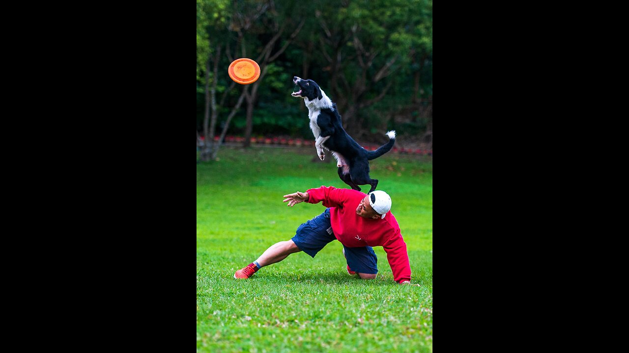 WATCH 5 OF THE BEST WKC DOG SHOW MOMENTS🔥