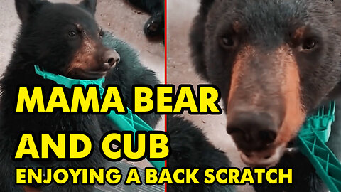 Funny Video of Mama Bear and Cub enjoying a back scratch Funny Video |NewzVox