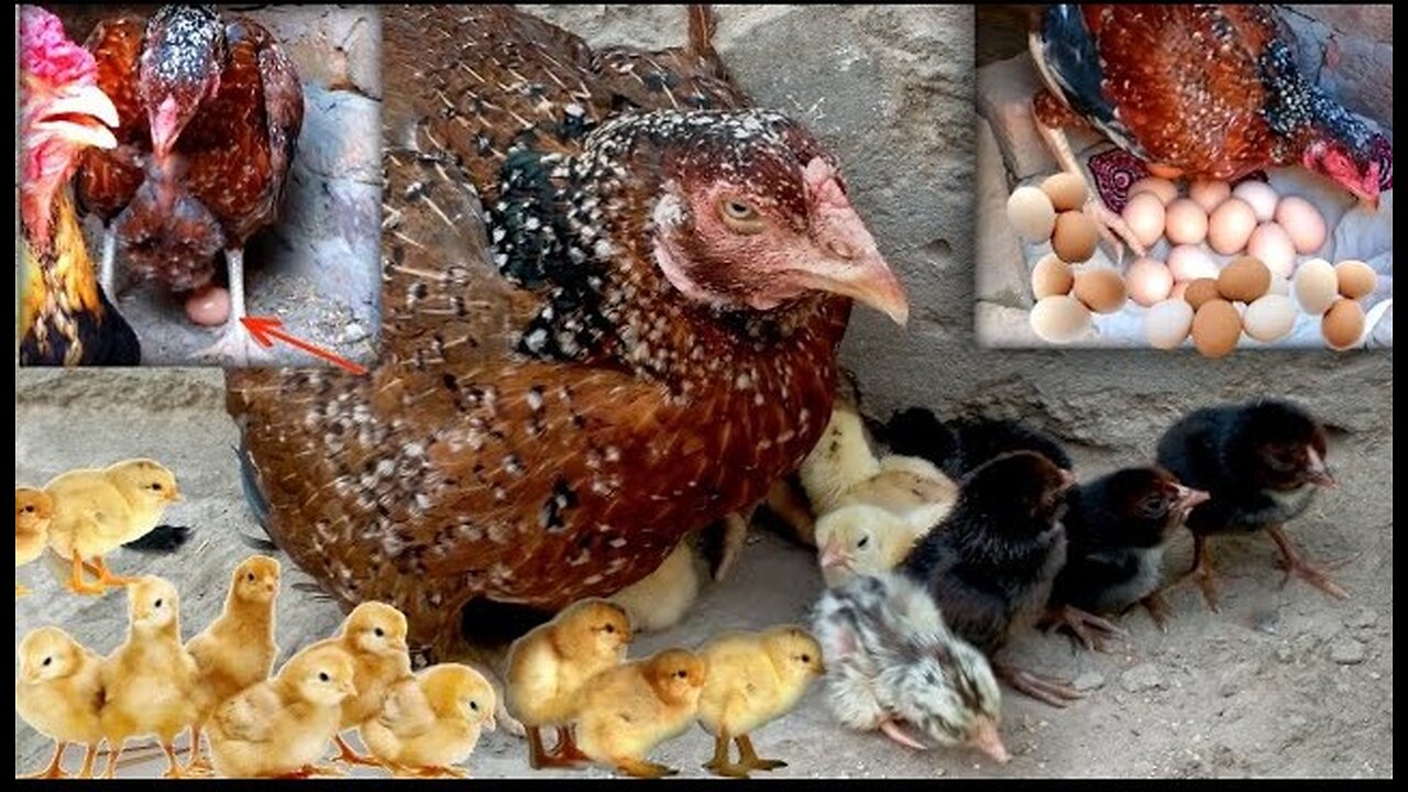 For first time I have chickens out of chicks are very beautiful chicks