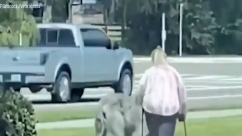 Woman spotted walking massive BEAST shocking onlookers