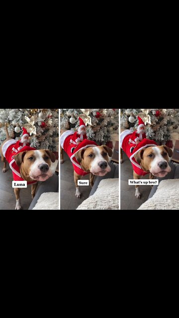 Adorable dog repeats what the owner says