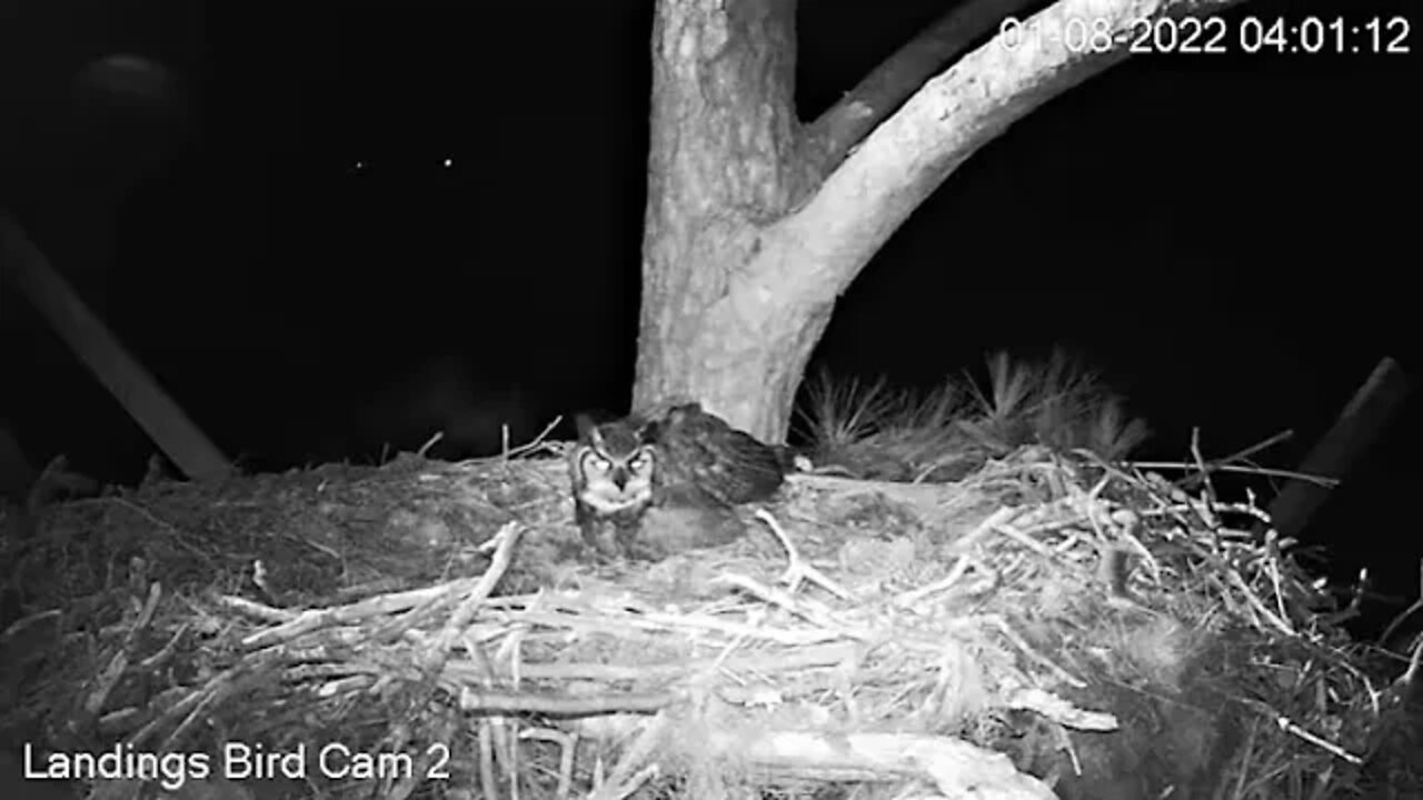 Female Great Horned Owl Tries Out Nest 🦉 1/8/22 4:01 AM