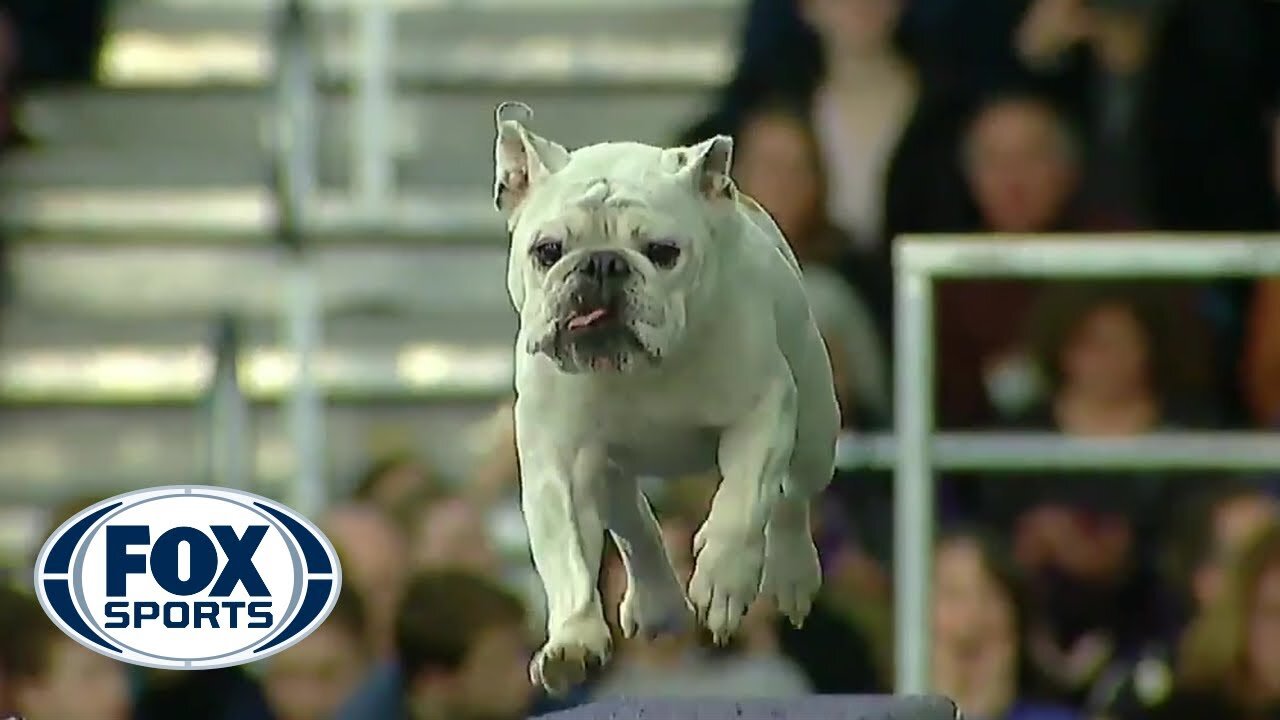 Watch Rudy the Bulldog crush the 2019 WKC Masters Agility course | FOX SPORTS