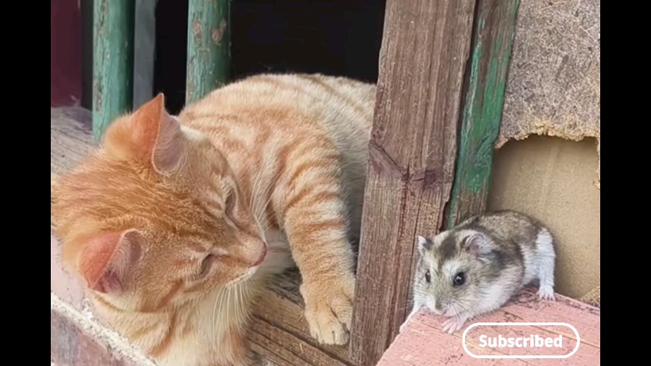 funny moments 😻🐁 cat vs rat🤣😂