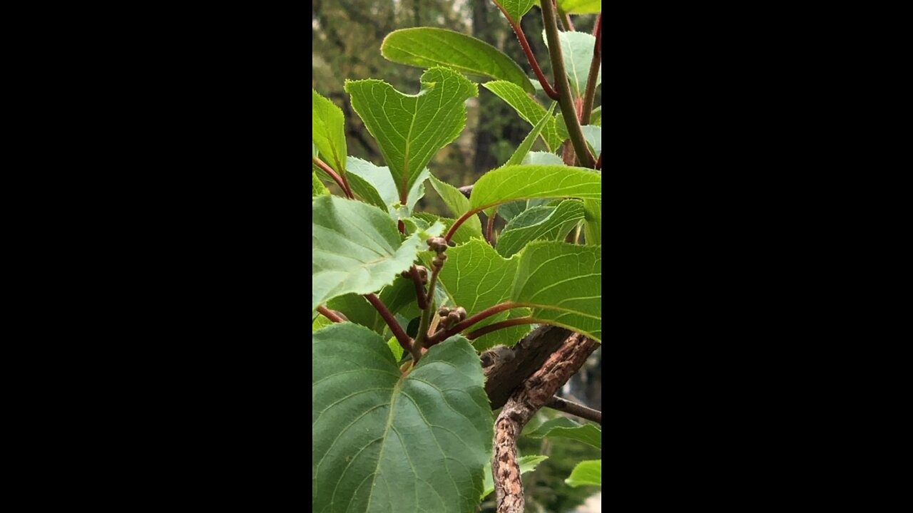 Kiwi flower blossoms of male and female