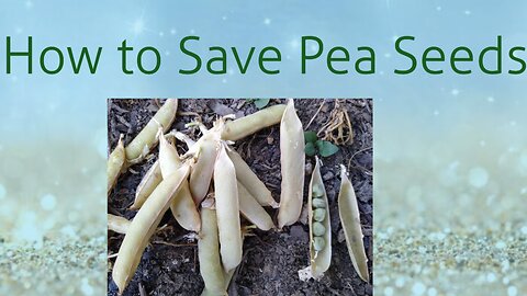 HOW TO SAVE PEAS FOR SEEDS