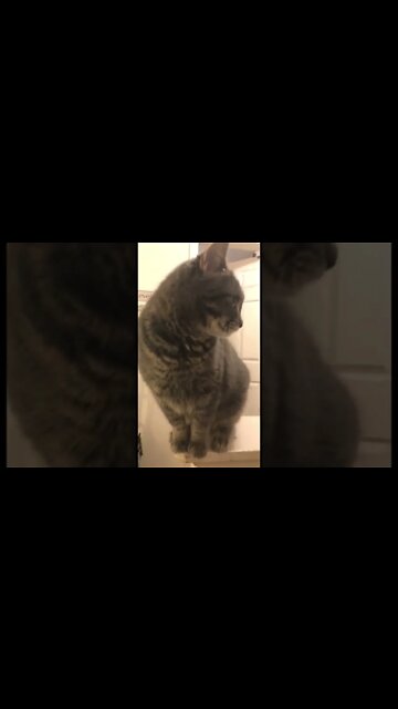 Neediest cat in the world #shorts