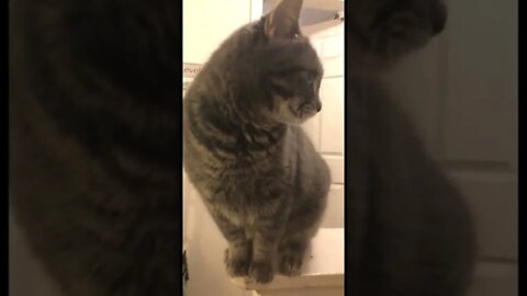 Neediest cat in the world #shorts