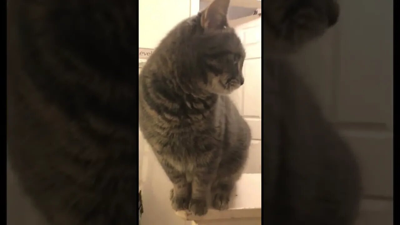 Neediest cat in the world #shorts