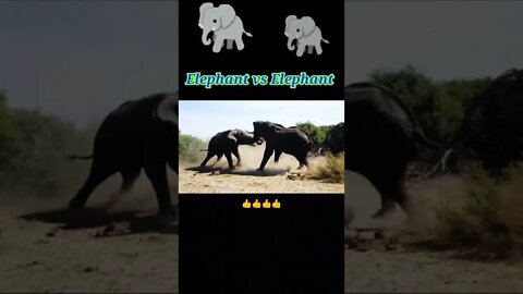 Elephant vs Elephant 2022 🐘#youtubeshorts #shorts #shortvideo