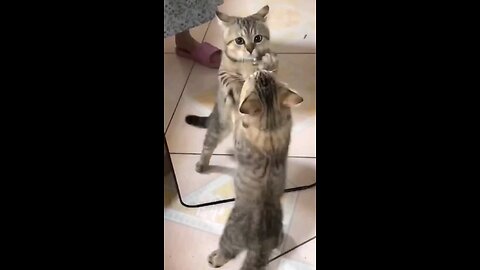 Cute cats dance 🕺 😍