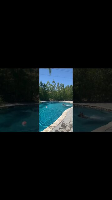 MY GERMAN SHEPHERD PUPPY TAKING A DIP IN THE POOL