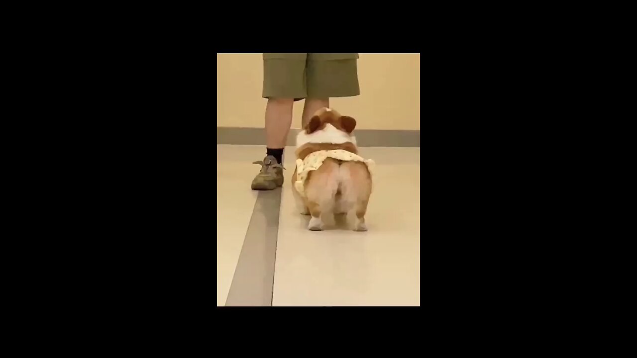 Funny animals