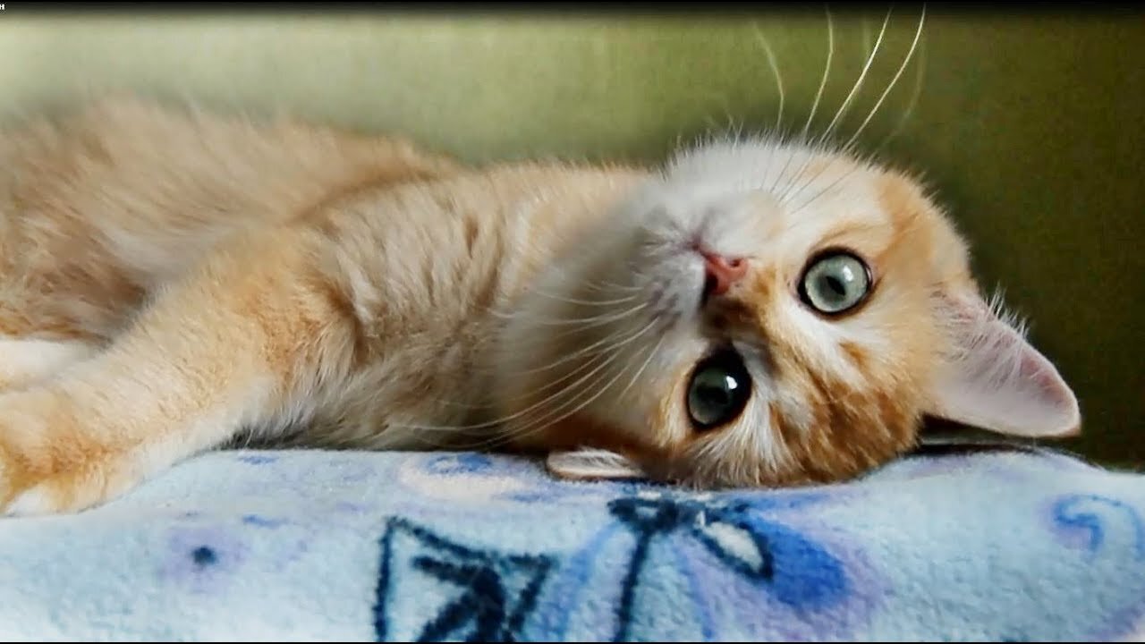 Cute and playful kitten with big eyes| Baloo