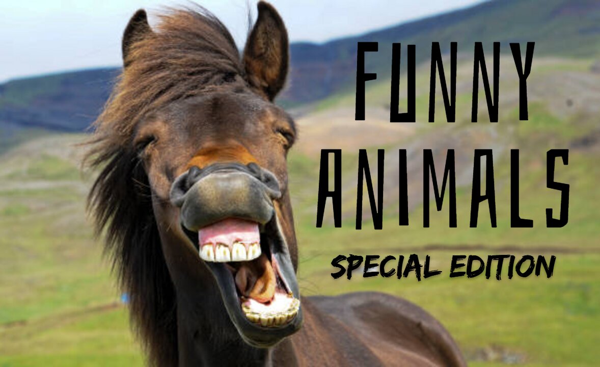 Funny animals! Funny animals dancing - funny animals fighting