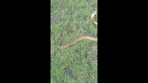 snake on my estate aug 24