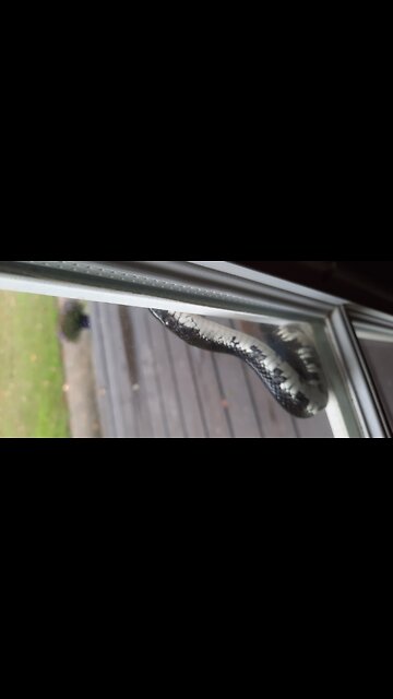 Snake Hiding on Flower Pots