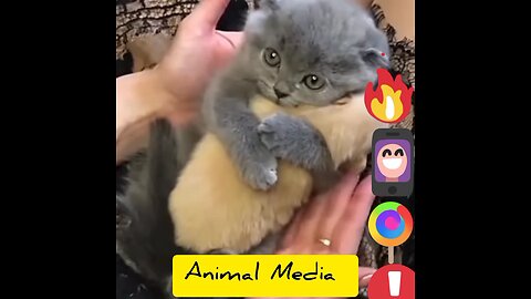 Cats adorable