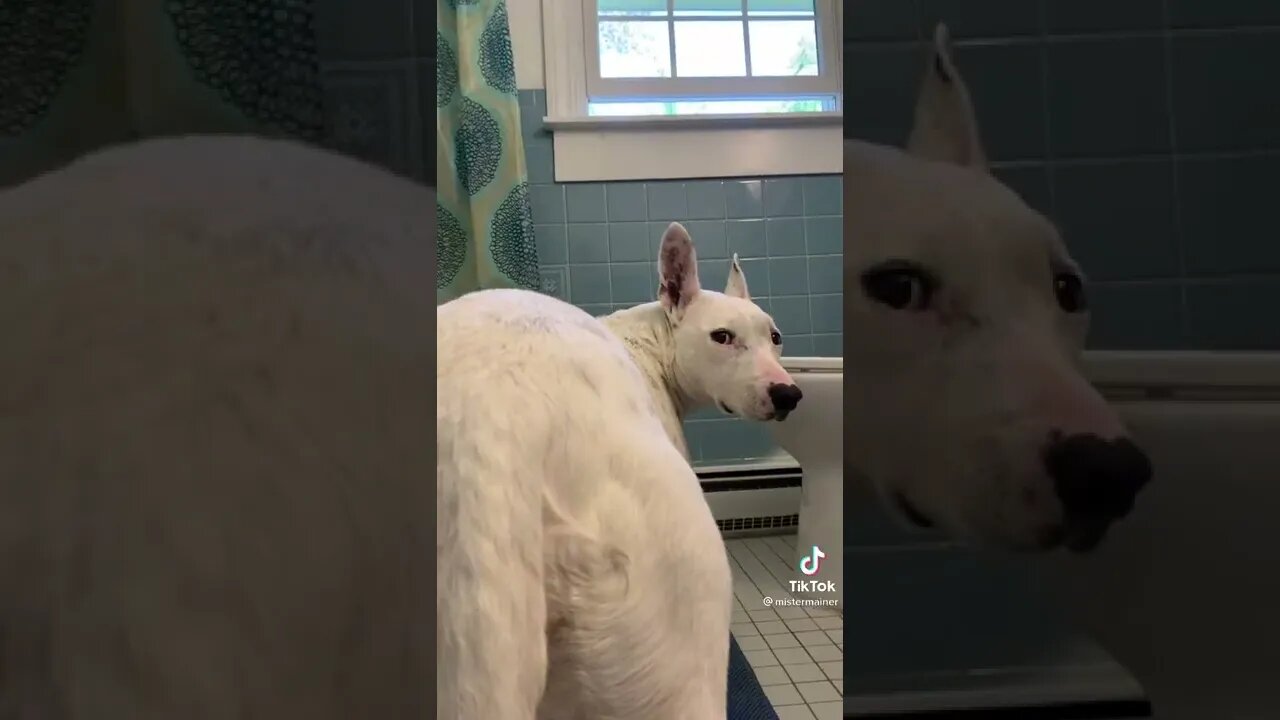 #pets #dog