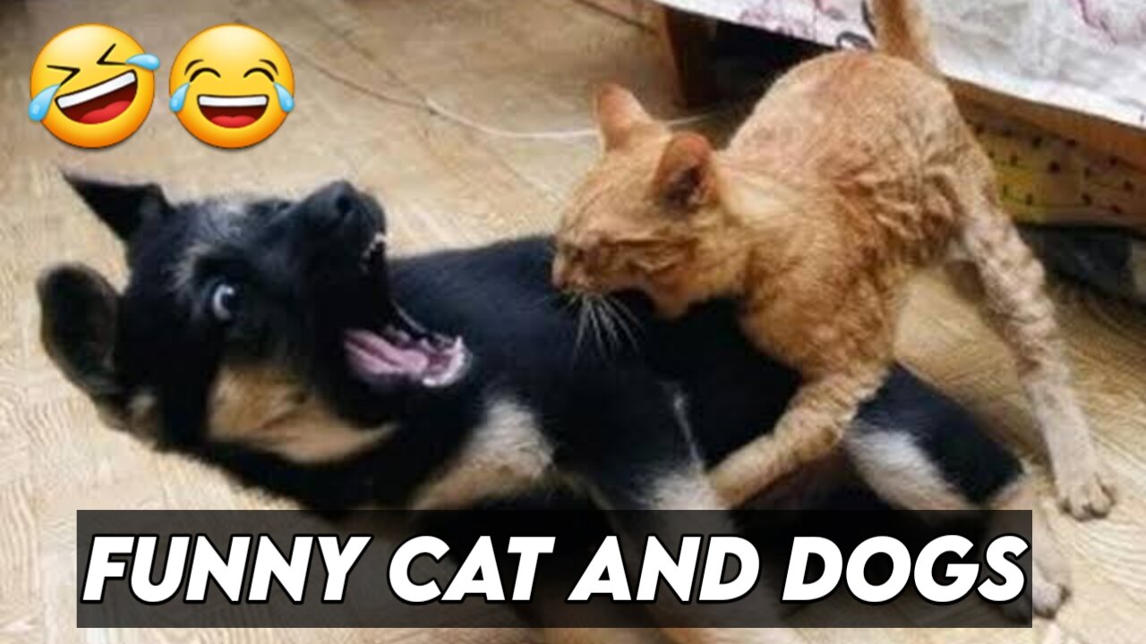 Never miss this Cat and Dog scene|That make you laugh