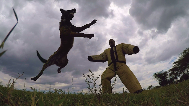 Anti-Poaching Dogs Protect Kenya’s Endangered Wildlife