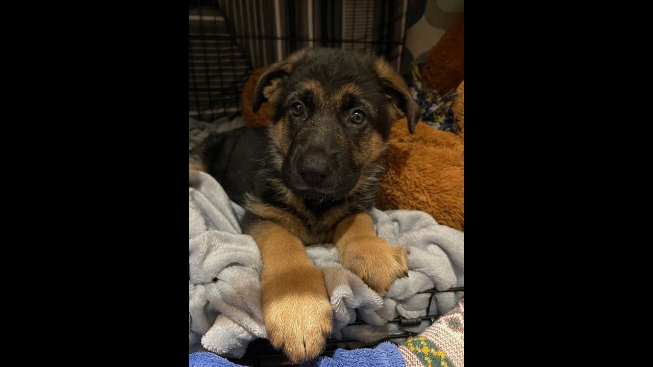 Fall in love INSTANTLY - Look at this cute german shepherd puppy names Broly