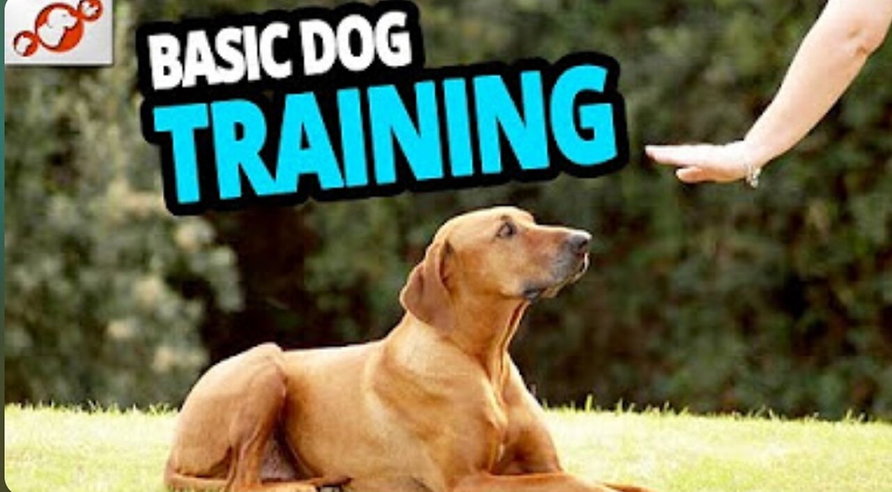 🐕 Basic Dog Training – TOP 10 Essential Commands Every Dog Should Know!