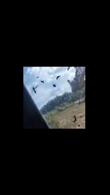 This Is Why You Call The Professionals When It Comes To Removing A Hornets Nest