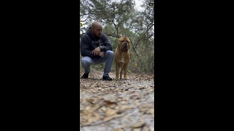 MASSIVE Pit Bull & his dad walking in the jungle 🦁🌿🙂