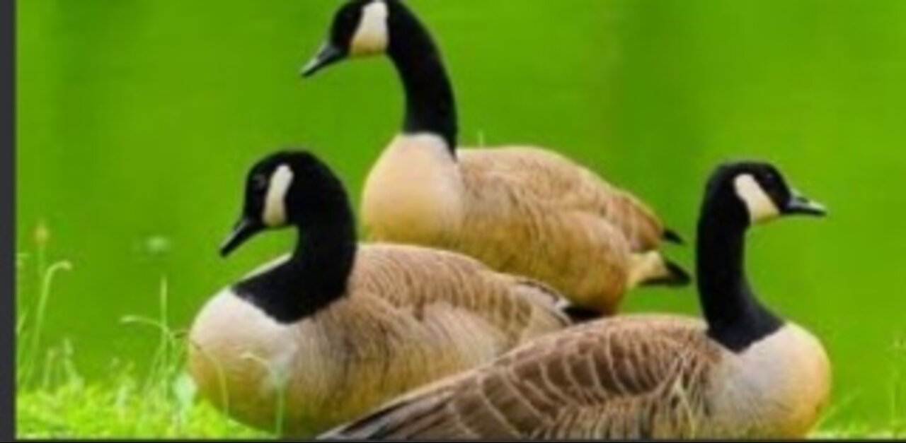 My feathered friends at Sundown