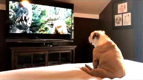 Bulldog Has Incredible Reaction To Actress In Trouble