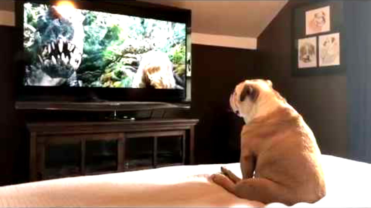 Bulldog Has Incredible Reaction To Actress In Trouble