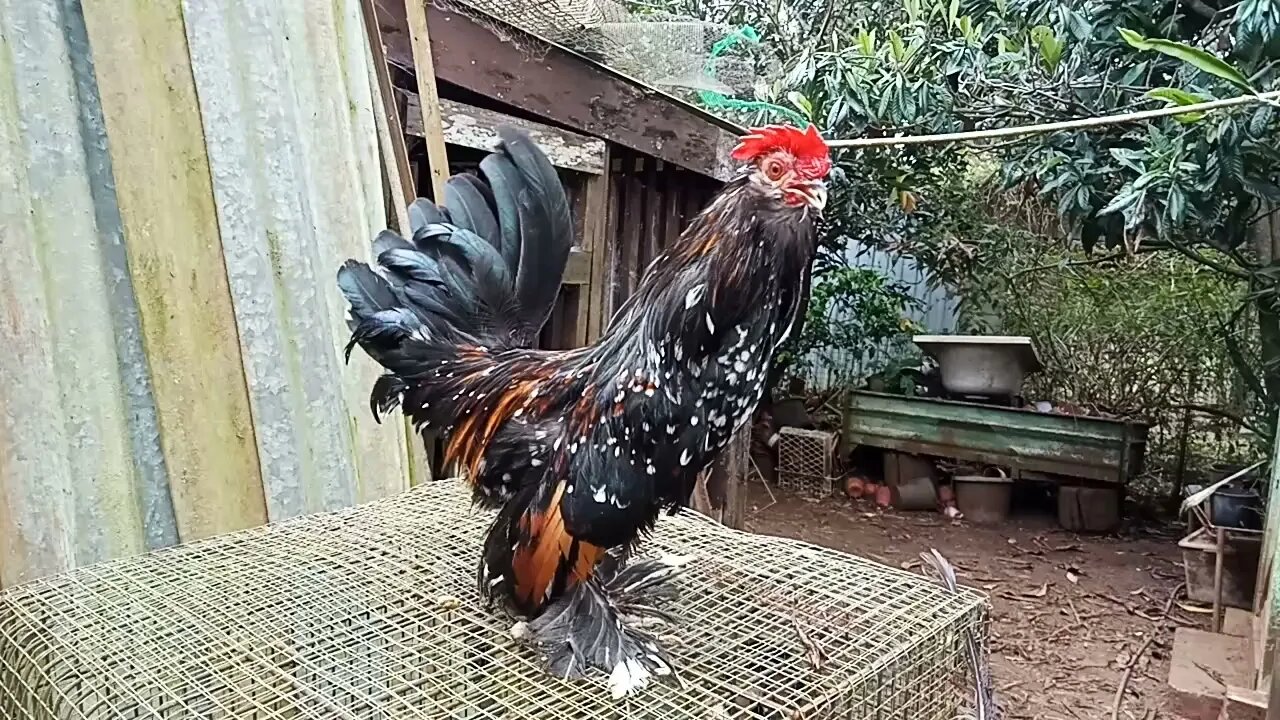 Belgian D'uccle Rooster 17th August 2021