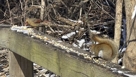 Red-Tailed squirrel and Cardinals