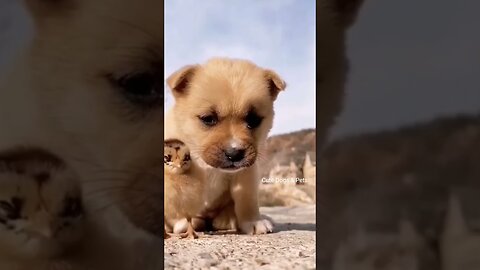 Funny cats and dogs