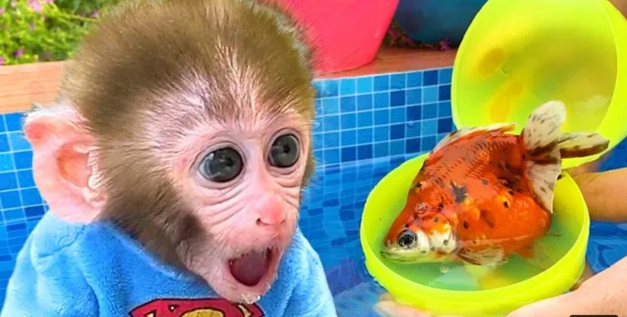 Monkey Baby Bon Bon and puppy open Surprise eggs contain So cute ducklings, koi fish, goldfish