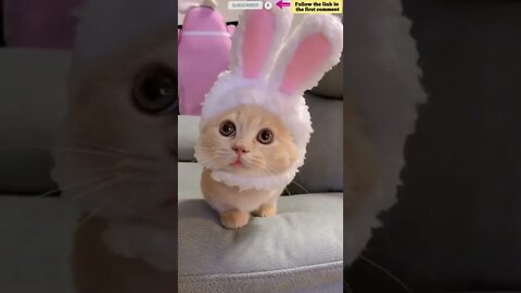 cute cat videos 😹 funny videos 😂 733 😻 #shorts #shortsfunny #cutecat #funnycat #catvideos #catscare